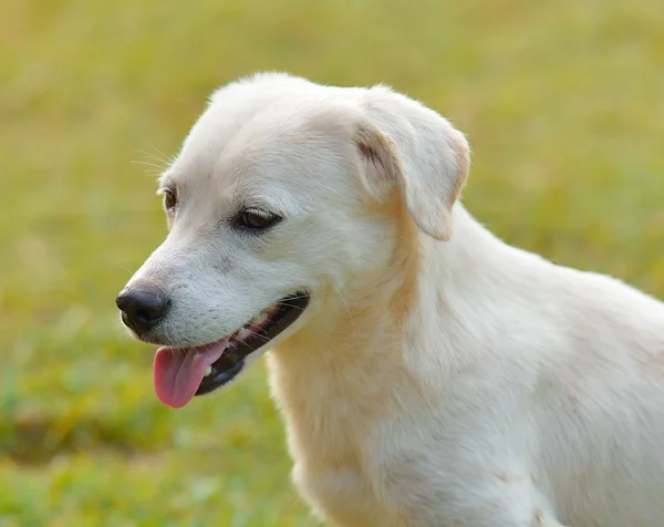 Cão tailandês — Fotografia de Stock