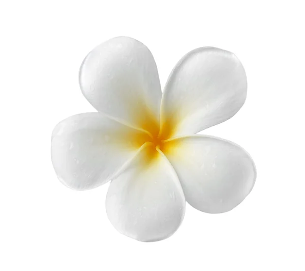 Frangipani цветок изолированный белый фон — стоковое фото