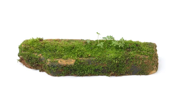 Moss isolated on white background — Stock Photo, Image