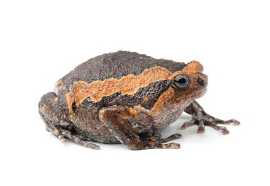 beyaz arkaplanda izole edilmiş bulkurbağa