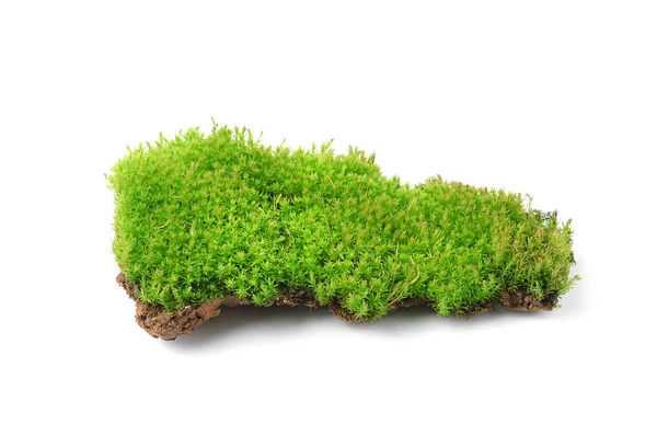 Green moss isolated on white bakground — Stock Photo, Image