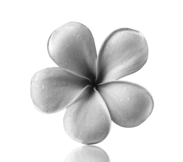 Flor de frangipani isolado fundo branco — Fotografia de Stock