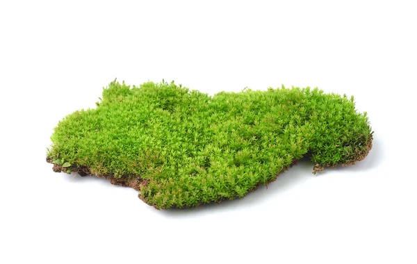 Green moss isolated on white bakground — Stock Photo, Image