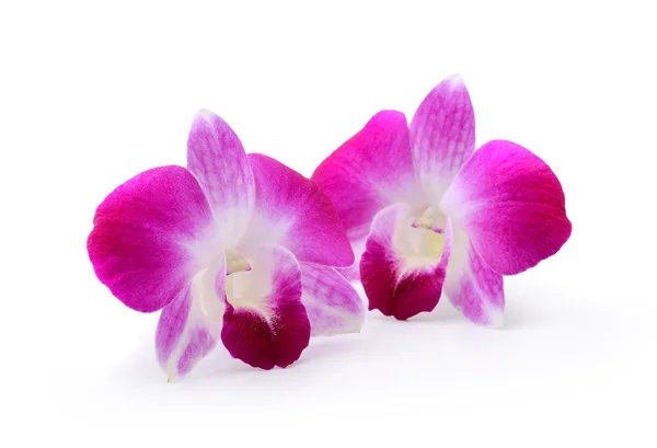 Purple Orchid Flower isolated on white background — Stock Photo, Image