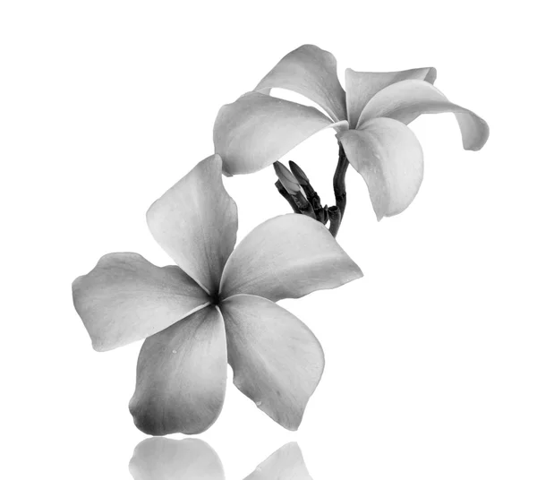 Frangipani flor preto e branco isolado no fundo branco — Fotografia de Stock
