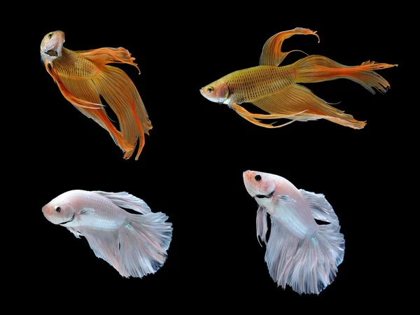 Betta の魚が白い背景で隔離 — ストック写真