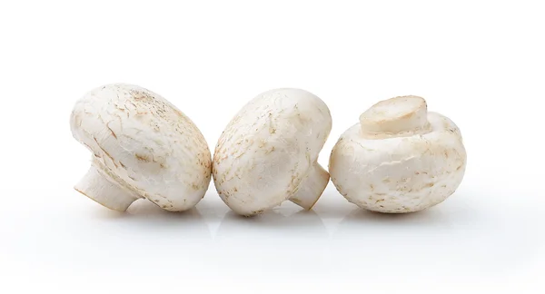 Champignon mushroom  isolated on white background — Stock Photo, Image