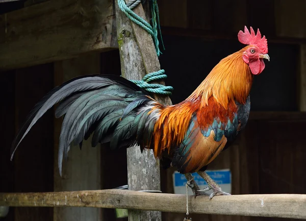 Bantam. — Fotografia de Stock