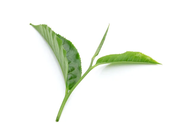 Hoja de té verde aislada sobre fondo blanco — Foto de Stock