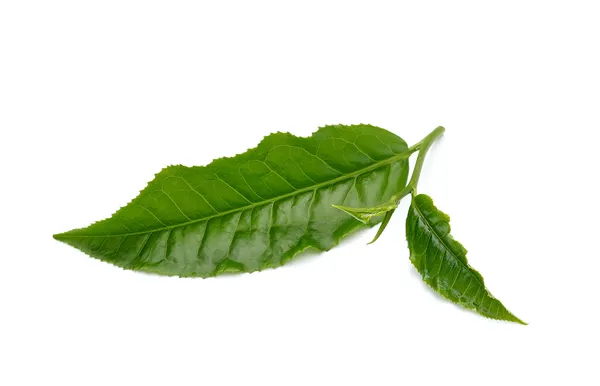 Hoja de té verde aislada sobre fondo blanco —  Fotos de Stock