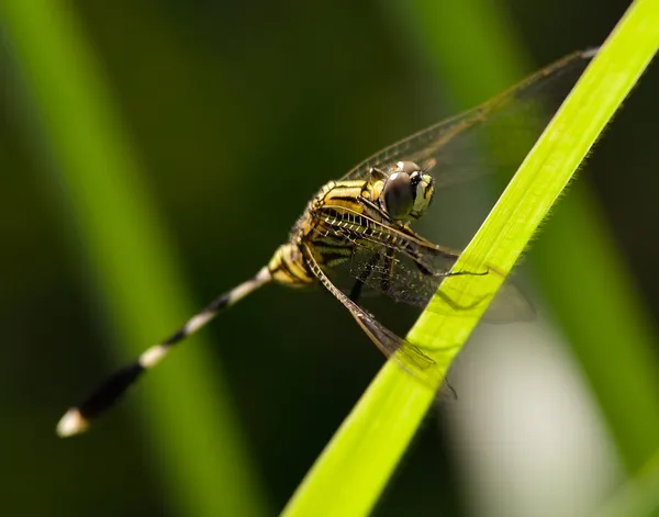Dragonfly sits on a grass on a meadow — Stock Photo, Image