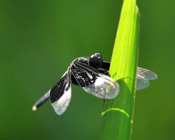 Dragonfly sits on a grass on a meadow — Stock Photo, Image