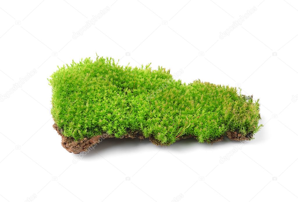 Green moss isolated on white bakground