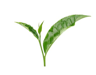 Beyaz arkaplanda yeşil çay yaprağı izole