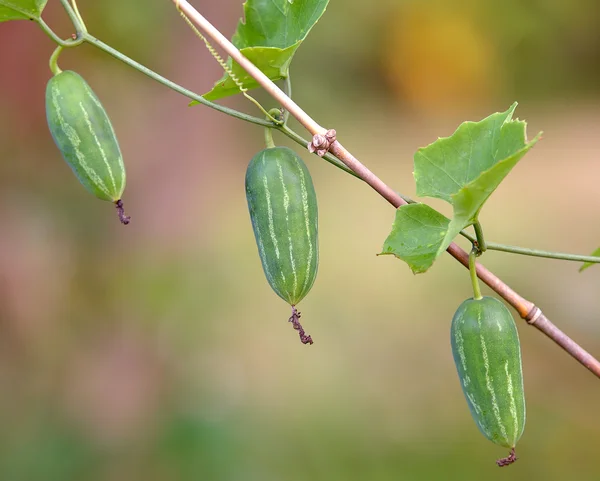 Ivy kabak veya coccina grandis — Stok fotoğraf