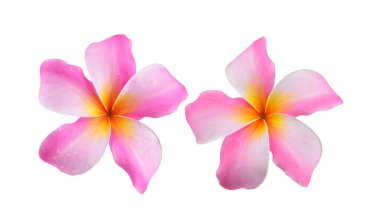 Beyaz arkaplanda izole Frangipani çiçeği