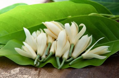 Beyaz Champaka çiçeği yapraklı ve eski ahşap üzerinde