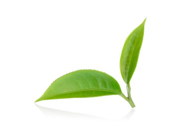 Beyaz arkaplanda yeşil çay yaprağı izole