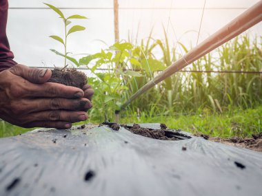 Closeup of hand male farmer holds a tree seedling in his hand to plant in the vegetable plot. Seedling plant sprout in soil. Concept agriculture farming