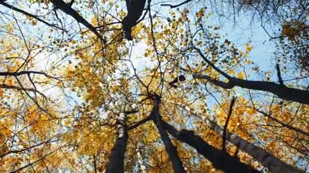 Árvores de outono com folhas amareladas — Vídeo de Stock