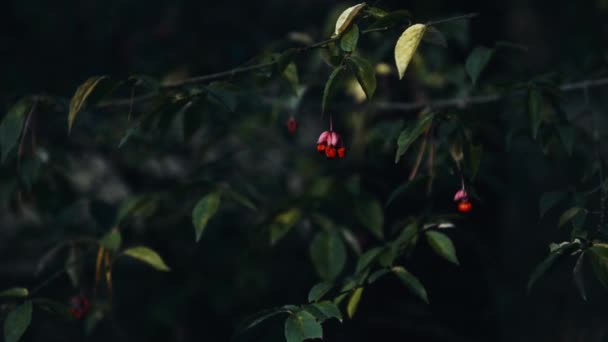 Flores que ocurren naturalmente en el bosque. — Vídeo de stock