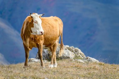 Beyaz kafalı kahverengi bir boğa bir dağ çayırında otluyor. Kuru sonbahar çimenleri, taş kayalar. Arka planda dağ yamaçları var..