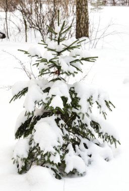 Kış parkında karla kaplı genç bir Noel ağacı. Parkın çalıları ve ağaçları arka planda görünür..
