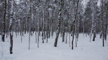 Kış kenti parkında karla kaplı huş ağacı koruluğu