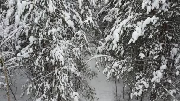 大雪の後の冬の公園 雪で覆われた松の葉 — ストック動画