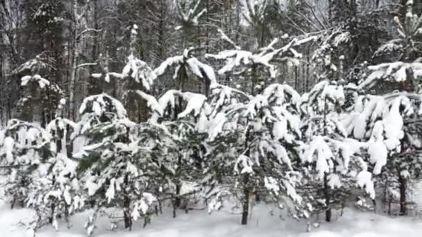 Christmas Trees City Park Covered Thick Layer Snow — Stock Video