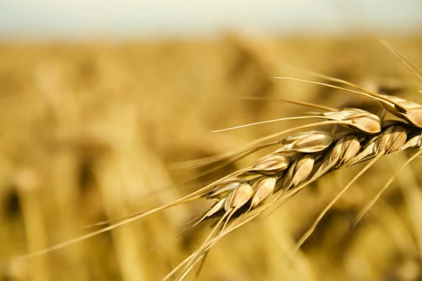 Espiga de grano — Foto de Stock