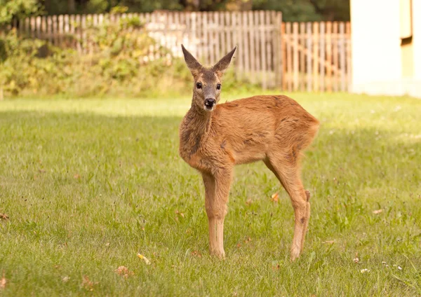 Små doe — Stockfoto