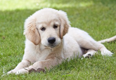 Golden Retriever Yavrusu
