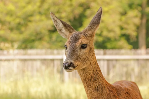 Faktiska doe nära — Stockfoto