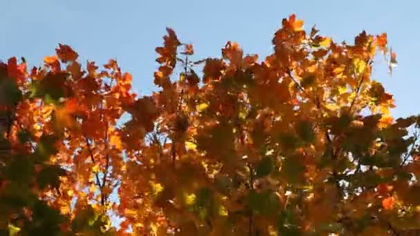 Fallen leaves — Stock Video