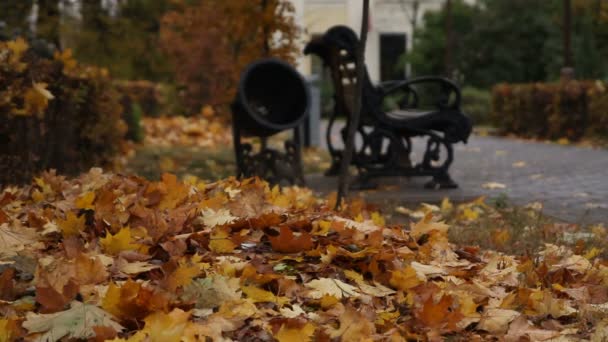 Падшие листья — стоковое видео