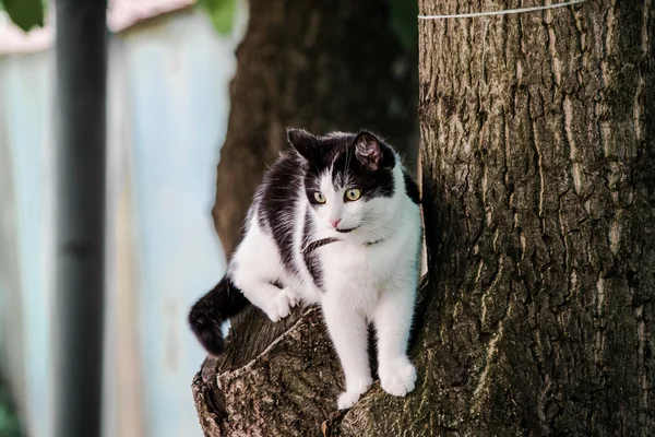 El gato al aire libre Fotos de stock