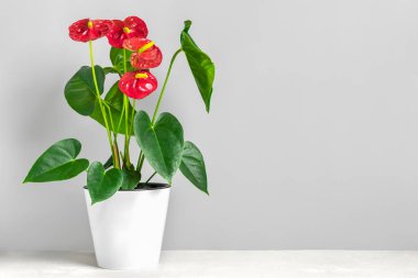 Beyaz saksıdaki ev bitkisi, beyaz masa ve gri arka planda izole edilmiş..