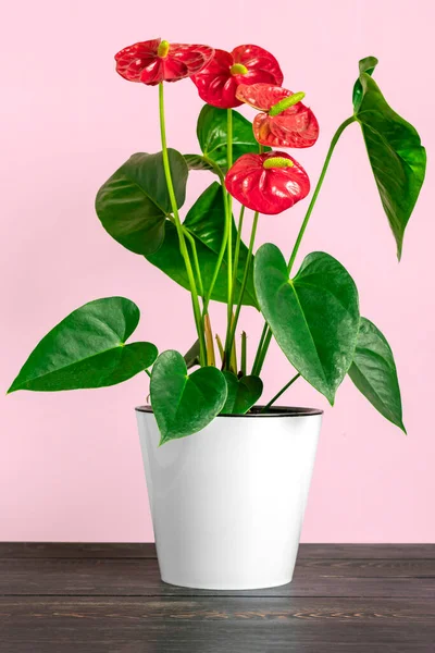 Huis Plant Anthurium Witte Bloempot Geïsoleerd Witte Tafel Roze Achtergrond — Stockfoto