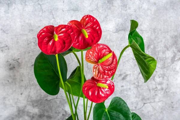 Planta Casa Anthurium Maceta Blanca Aislada Sobre Mesa Blanca Fondo —  Fotos de Stock