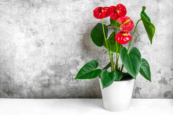 Ház Növény Anthurium Fehér Virágcserép Elszigetelt Fehér Asztal Szürke Háttér — Stock Fotó