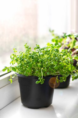 Pencerede büyüyen mikroçerezler. Tencerelerde taze turp ve su teresi. Sağlıklı beslenme, yaşam tarzı.