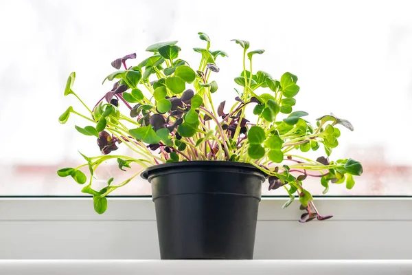 Wachsende Mikrogemüse am Fenster Junge rohe Sprossen von Radieschen und Brunnenkresse in Töpfen Gesunde Ernährung, Lifestyle Superfood Indoor microgreen concept — Stockfoto