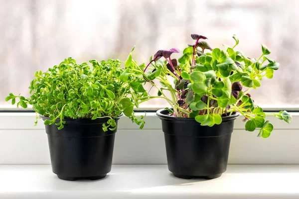 Tumbuh microgreens pada jendela kecambah mentah muda dari lobak dan selada air dalam pot Sehat makan, gaya hidup Superfood Indoor konsep mikrogreen — Stok Foto