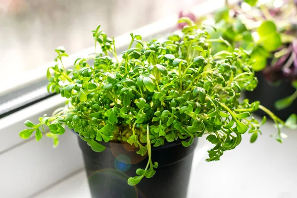Growing microgreens on window Young raw sprouts of radishes and watercress in pots Healthy eating, lifestyle Superfood Indoor microgreen concept — Fotografia de Stock