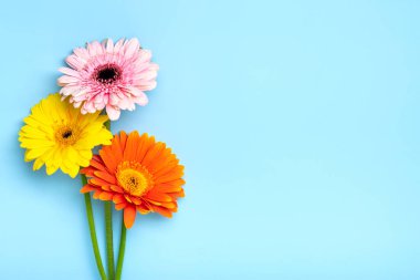 Mavi arka planda bir buket gerbera yatar Tatil kartı yatar Mutlu günler, 8 Mart, Sevgililer günü, Paskalya konsepti Boşluğu kopyala