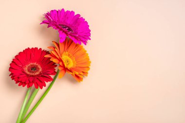 Bej arka planda bir buket gerberas yatıyordu. Tatil kartı yatıyordu. Mutlu günler, 8 Mart, Sevgililer günü, Paskalya konsepti.