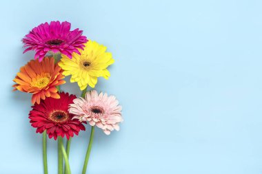 Mavi arka planda bir buket gerberas yatar Düz manzaralı Tatil kartı Mutlu moter günleri, 8 Mart, Sevgililer günü, Paskalya konsepti Boşluğu kopyala.