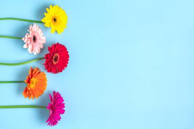 Mavi arka planda bir buket gerberas yatar Düz manzaralı Tatil kartı Mutlu moter günleri, 8 Mart, Sevgililer günü, Paskalya konsepti Boşluğu kopyala.