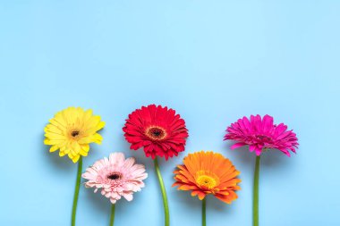 Mavi arka planda bir buket gerberas yatar Düz manzaralı Tatil kartı Mutlu moter günleri, 8 Mart, Sevgililer günü, Paskalya konsepti Boşluğu kopyala.